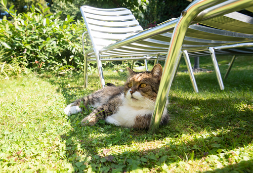 Katze im Garten im Schatten